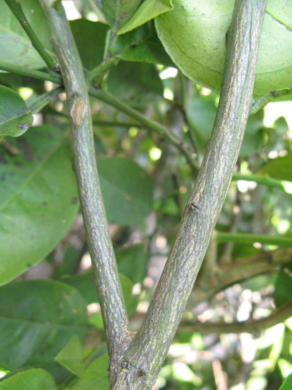              Second - third year twig (Winter Haven, FL)       